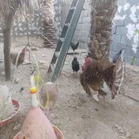 بوقلمون بوربون