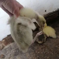 جوجه 20 روزه