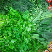 سبزی محلی ارگانیک خوش عطر ناب شمال