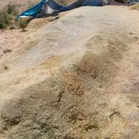 که گندی ،کاه عدس