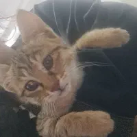 یک عددگربه پشمالو