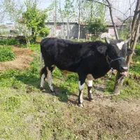 یک راس گاو نر (گودر) سیمینتال