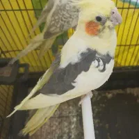 عروس هلندی|پرنده|ایلام, |دیوار