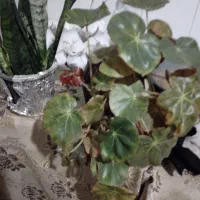 گل سانسوریای پوست ماری|گل و گیاه طبیعی|لنگرود, |دیوار