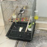 عروس هلندی جفت +قفس ۱ متری