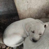 شیتزو تریر|سگ|سنگر, |دیوار