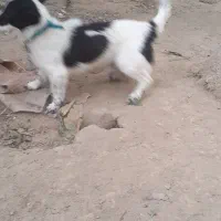 سگ نگهبان|سگ|بجنورد, |دیوار