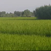 فروش زمین برنج کاری(پاریو)