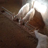 بز سانن|حیوانات مزرعه|نیشابور, خط کاشمر|دیوار