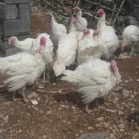 نیم ساعت پیش درجوانرود