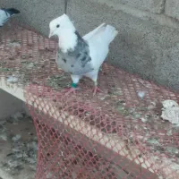 جفت طوقی الماسی