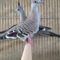 بنام خالق پرندگان|پرنده|تفت, |دیوار