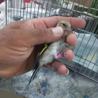 جوجه سهره|پرنده|کرمان, |دیوار