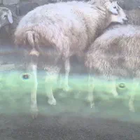 حیوانات|حیوانات مزرعه|مرادلو, |دیوار