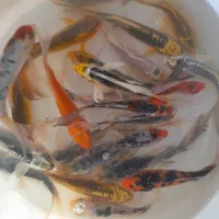 ماده گپی مولی پلاتی شکم پر ماهی بچه زا کوی تریکالر