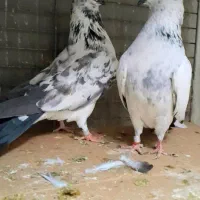 کبوتردونسته پرش سنگین به شرط باضمانت تضمین صددرصد|پرنده|ری, شهید بهشتی|دیوار