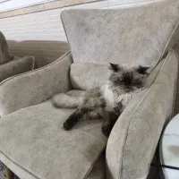 واگذاری گربه پرشین بسیار خوشرنگ