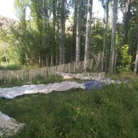 فروش میوه