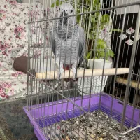 طوطی کاسکو نر ۸ ماهه|پرنده|خمینی‌شهر, |دیوار