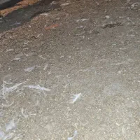 کودمرغی مخصوص باغ پسته وزعفران