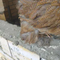 شش عدد مرغ برهما بلو پاتریچ و بلک