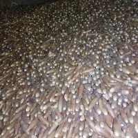 حیوانات مزرعه