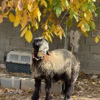 بره بذری خوش نژاد