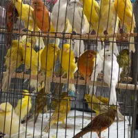 قناری|پرنده|یزد, |دیوار