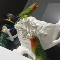 طوطی برزیلی