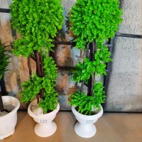 درختچه کد ۰۴۳