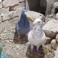 کفترپلاکی|پرنده|یزد, |دیوار