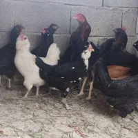 مرغ محلی و جوونه