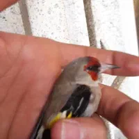 سهره دورگ سقا