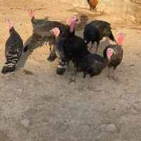 پنج عدد بوقلمون محلی رسمی|حیوانات مزرعه|پاکدشت, پاکدشت (مامازند)|دیوار