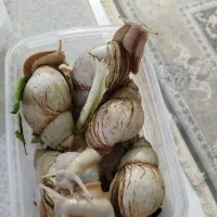 حلزون البینو|خزنده|گلبهار, شهر جدید گلبهار|دیوار