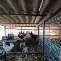 گلین|حیوانات مزرعه|خرم‌آباد (تنکابن), |دیوار