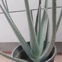 گل آلوورا سرحال ۱۵۰ تومان وگل سانسوریا ۷۰ تومان