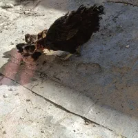 مرغ کرچ با 5 جوجه|حیوانات مزرعه|سراوان, |دیوار