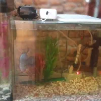 ماهی با اکواریوم ولوازم کامل|ماهی|تهران, شهرک امام خمینی|دیوار