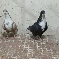 جفت ریش رسمی