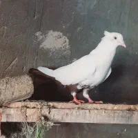 پرنده ماده دم قهویی