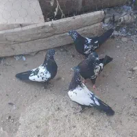 جوجه کبوتر سینه ای و دم سیاه|پرنده|میانه, |دیوار