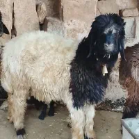 بره نر
