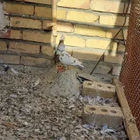 کارل میلمنز|پرنده|تربت جام, ترکمن ها|دیوار