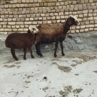 گاو میش بره دار عروس فریمان