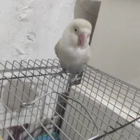 پرنده|پرنده|شیراز, جرسقان|دیوار