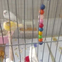 جوجه قناری و طوطی کوتوله اوپال سر قرمز