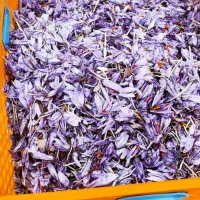 زعفران برتر قاین|حراج|مهاباد (اصفهان), |دیوار