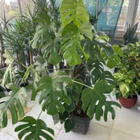برگ انجیری چوبدار|گل و گیاه طبیعی|تهران, مجیدآباد|دیوار