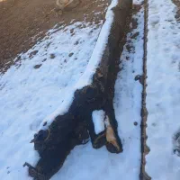 چوب درخت زبان گنجشک|مصالح و تجهیزات ساختمان|بلداجی, |دیوار